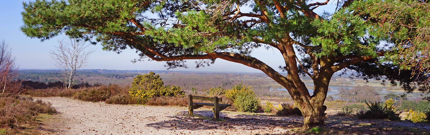 A lonely bench sits under a lush green tree with views of the Christchurch countryside