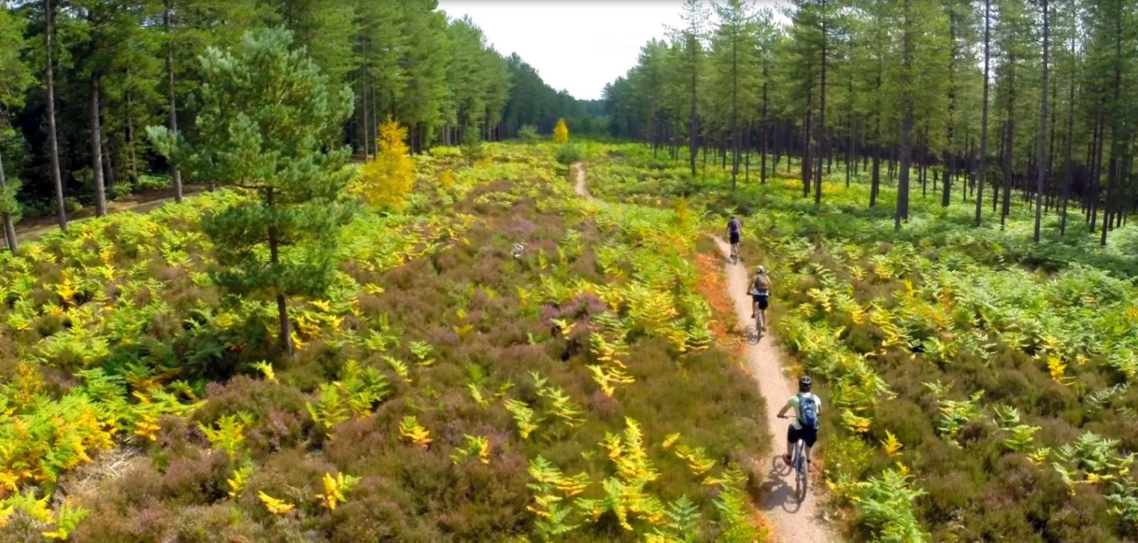 Moors Valley cycle path with riders 