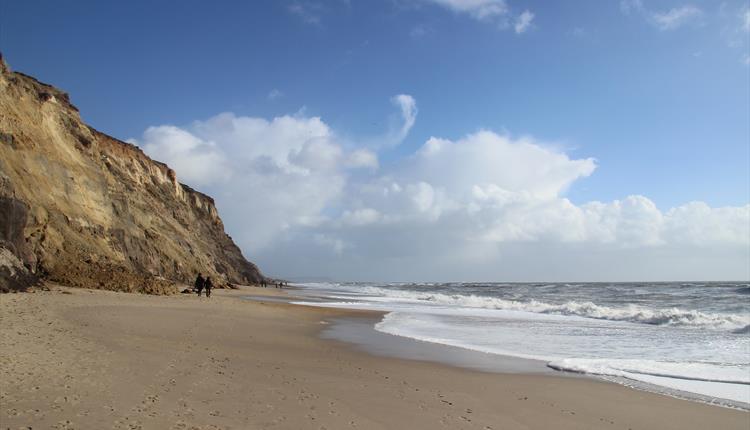 Seashore Safari & Beach Clean