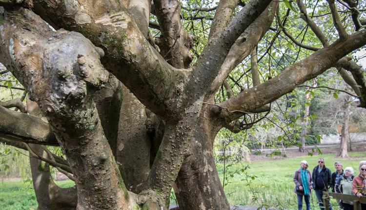 Picture of a tree