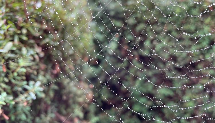 Spider web