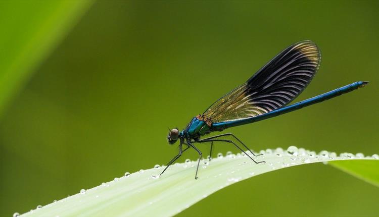 Dragonflies and Damselflies photo of a dragonfly close up