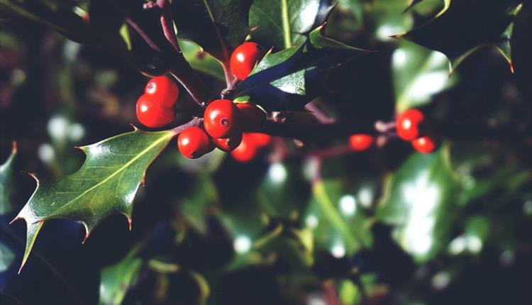 Christmas Wreaths photo of holly close up