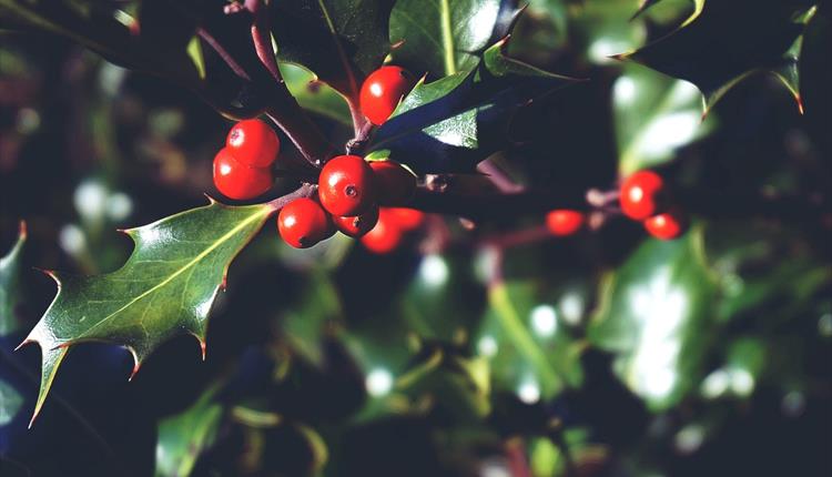 Willow weaving Christmas decorations Christmassy photo of holly