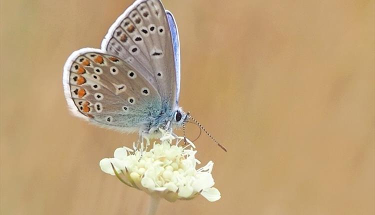 butterfly on flower