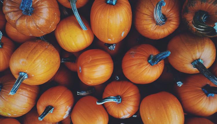 halloween photo of bright orange pumpkins