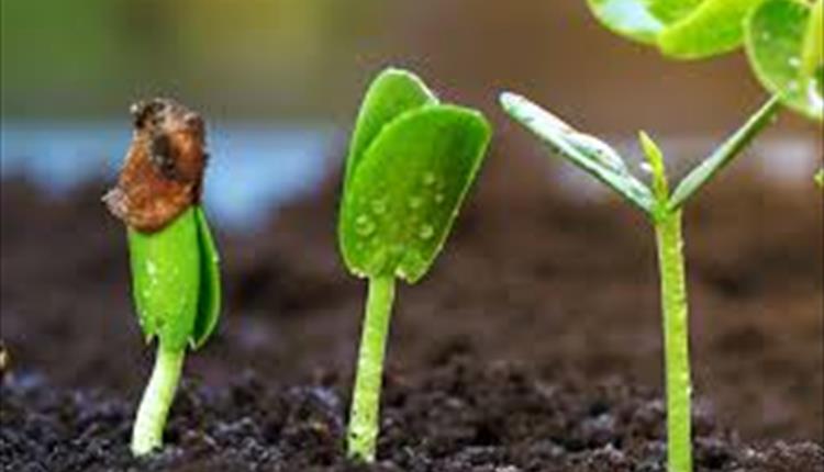 A picture of 3 seeds growing showing the various stages as they grow.