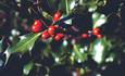 Christmas Wreaths photo of holly close up